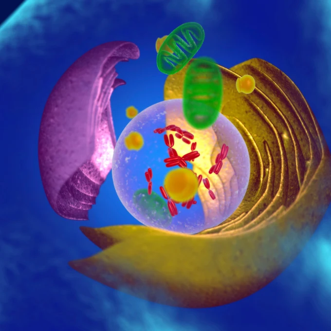 Illustration einer Zelle mit Mitochondrien